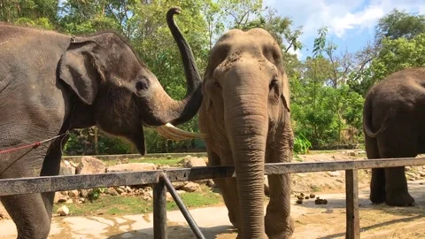 Elephants in zoo 스톡 동영상 194261171