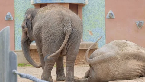 Elephants at the zoo in summer Stock Footage 319639528
