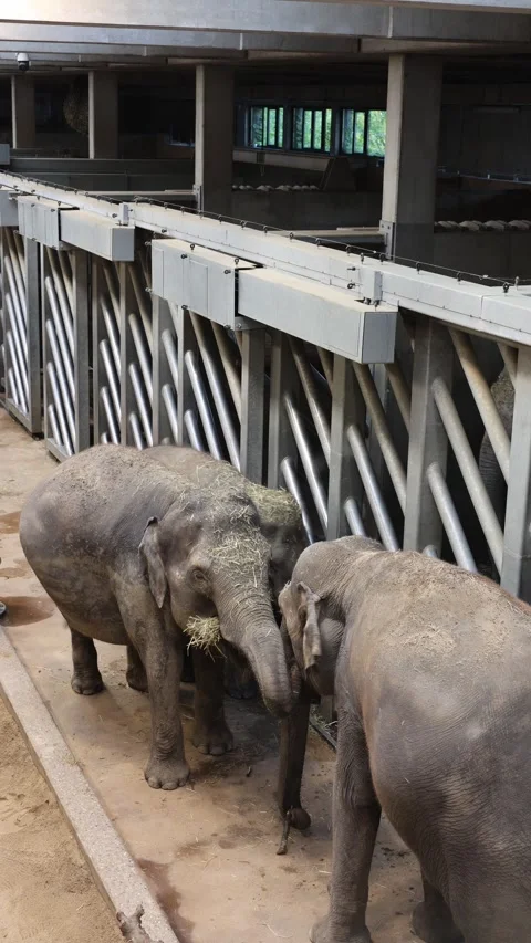 Elephants in the zoo vertical video Stock Footage 288022107