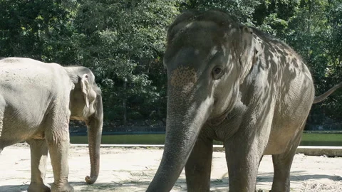 Elephants in the zoo was looking at the camera. Stock Footage 145068518