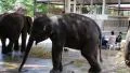 Elephants in zoological garden in Pattaya, Thailand HD Footage