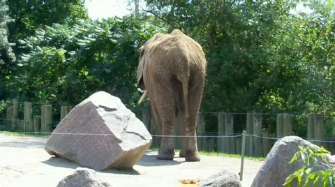 Elephanttale Stock Footage 504529