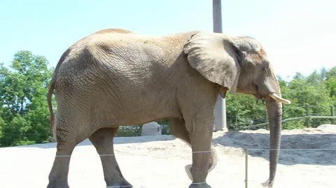 Elephantwalking Stock Footage 5165601