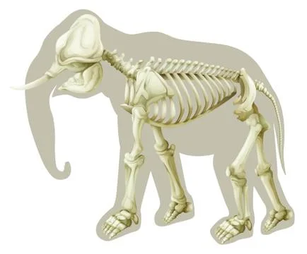 Elephas maximus - skeleton Stock Illustration