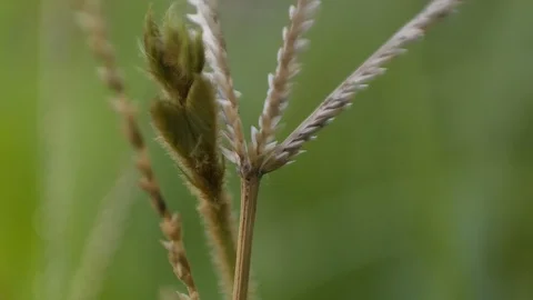 Eleusine coracana Stock Footage 127544687