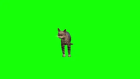 Elevate Your Creations with a 4K 3D Idle Cat Greenscreen Video 스톡 동영상 291535912