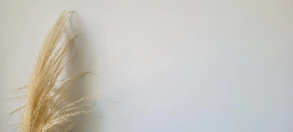 "Elevate your projects with the serenity of this light background image dec.. Stock Photos