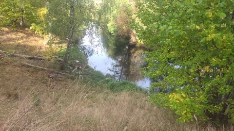 Elevated Bank View Looking Down At Calm Forest River Surrounded By Trees Stock Footage 348028512