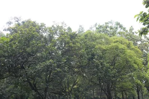 Elevated Canopy Border Beneath Bright Atmosphere. Stock Photos