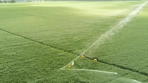 An elevated drone view of a green, lush soy bean field with active irrigation Stock Footage 343032744