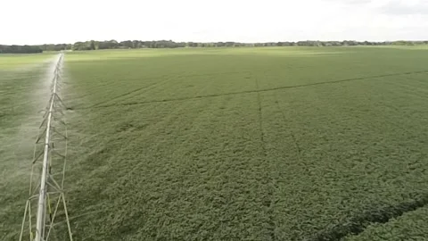 An elevated drone view of a lush, green soy bean field with active irrigation 库存影片 343032733