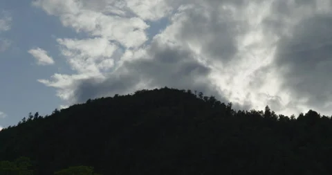 Elevated Elegance: Gazing Up at Tree Line Amidst the Clouds Stock Footage 250142407
