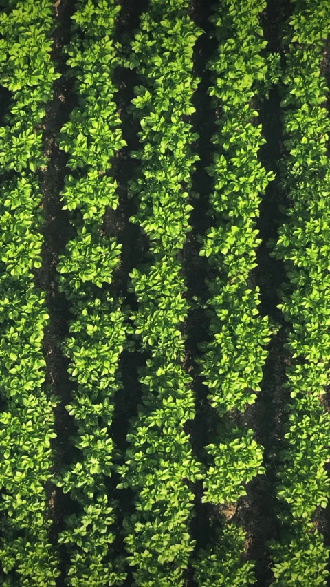 Elevated Flat View Of Vegetable Garden, Potato Plantation, Potatoes Field At Stock Footage 292354116
