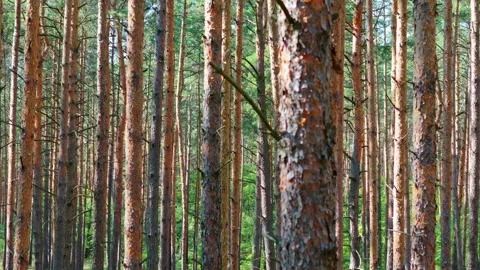Elevated motion through dense pines, summer sunlight casting dramatic fores.. Stock Footage 249804587