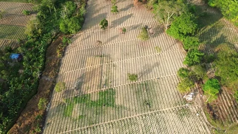 Elevated perspective reveals the productive harmony of patterned crops and .. Stock Footage 339037971