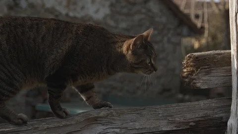 Elevated position: the cat searches. Stock Footage 125581889