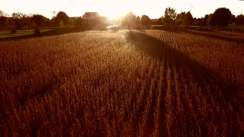 Elevated pull back view of midwest soybean field Stock Footage 99659008