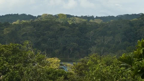 Elevated scenic landscape view of Panama rainforest tree line Stock Footage 123554532