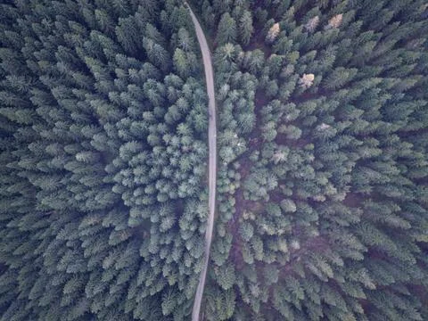 Elevated Shot Showcasing Thick Conifer Forest Interrupted By Curving Roadwa.. Stockfoto's