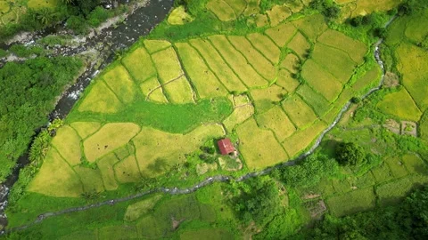 Elevated top‑view aerial showcasing divided rice fields with green plots and a Stock Footage 321945973