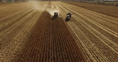 Elevated  tracking view of a farm combine harvesting GMO corn (maize) Stock Footage 73047618