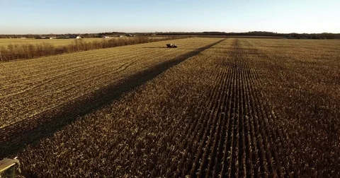 Elevated  tracking view of a farm combine harvesting GMO corn (maize) Stock Footage 73048057