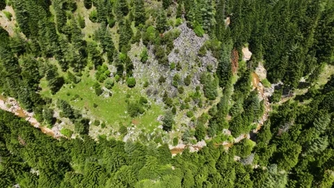 Elevated Tranquility: Mesmerizing Aerial View of the Serene Spring Forest with Stock Footage 243175821