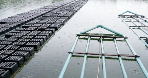 Elevated trays for soft shell crab farming in rainy aquaculture Stock Footage 345281920
