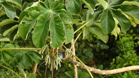 Elevated view of blue bird flying away from large tropical plant Video stock 123553603