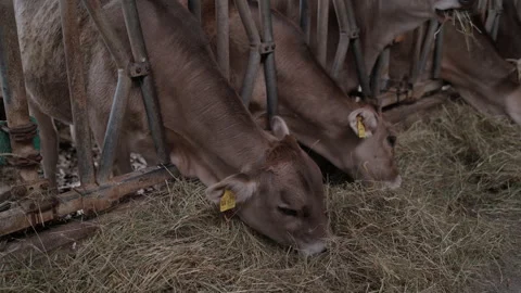 Elevated View of Brown Cows Feeding on Hay along the Barrier in a Small Cowshed Vídeos de archivo 345063989