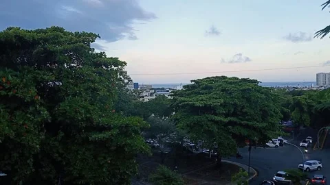 Elevated view of city tree canopy Vídeos de archivo 346245140