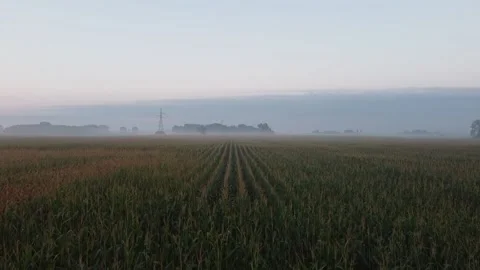Elevated view of corn plantation Stock Footage 146545468