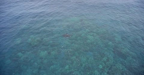 Elevated view of fish swimming on the shallow sea surface Stock Footage 96461740