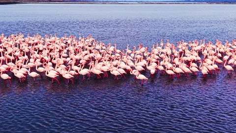 Elevated view of flamingo colony wading in shallow water Stock Footage 340406533