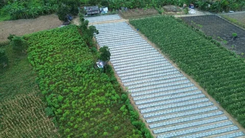 Elevated View of Integrated Farming Ecosystems Featuring Mulched Rows and V.. Video stock 339036964