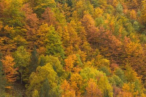 An elevated view looking down onto a dense mountainside forest, showing a r.. Stock Photos