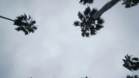 Elevated view looking up at palm trees while driving Stock Footage 83057381