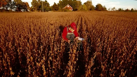 Elevated view of midwest farmer inspecting ripe soybeans Stock Footage 99659304