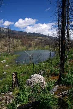 Elevated View of a Mountain Lake Surrounded by a Recovering Burnt Forest Stock Photos
