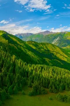 Elevated view of mountain range and coniferous forest Fotos de archivo