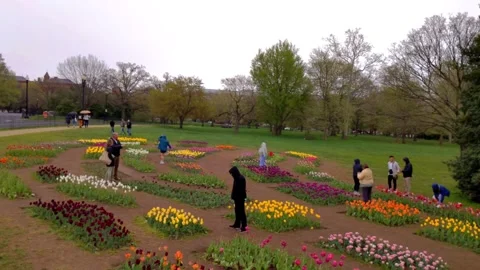 Elevated view over tulip beds, camera descends to close-up of yellow tulips Vídeos de archivo 295888076