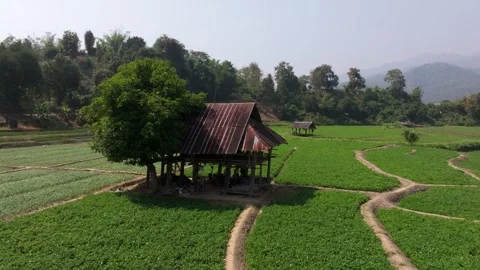 Elevated view of patchwork farms and village shelters, Thailand Stock Footage 309240096