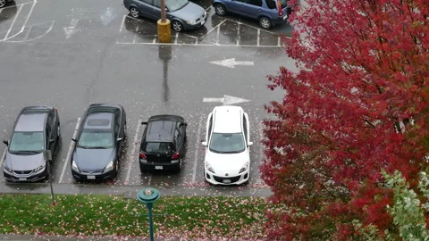 Elevated view of rain falling on parked cars beside vibrant red autumn mapl.. Stock Footage 345559777