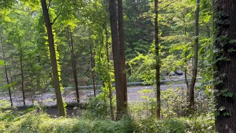 Elevated View of Road Through Forest Trees Blowing in Wind Stock Footage 341983085