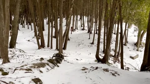 Elevated view of a snowy forest with tall cedar trees and white winter ground Stock Footage 325478156