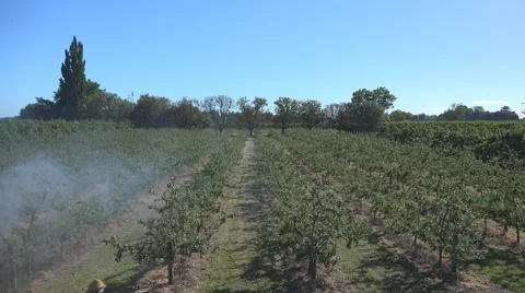 Elevated view of spraying  apple orchard 4k Stock Footage 43519427