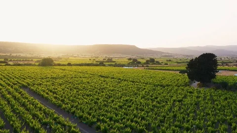 Elevated view of vineyards landscape at sunset Stock Footage 120098291