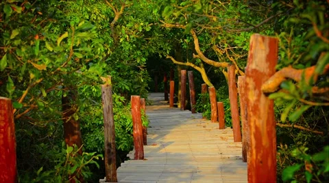 Elevated Walkway through the Mangrove Forest 库存影片 46811814