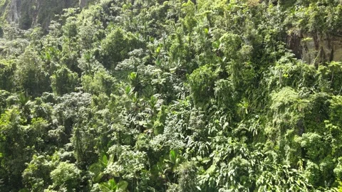Elevating above El Yunque Rainforest Puerto Rico 4K Aerial Drone Shot Stock Footage