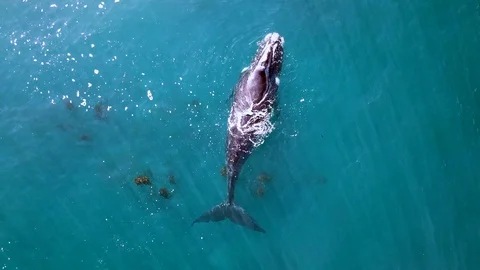 Elevating droneshot of a lone whale at the surface close to the coast of Stock Footage 94842642